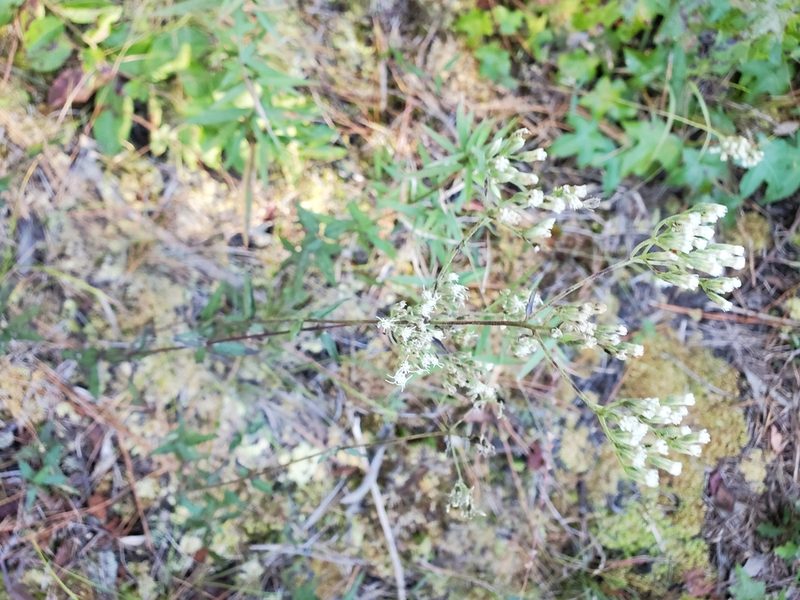 Eupatorium pilosum, photographed by Tom Field