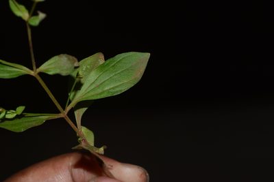 Canscora tetraptera, photographed by S.MORE