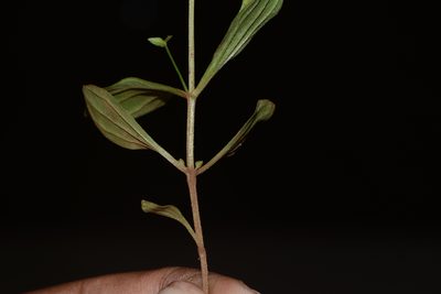 Canscora tetraptera, photographed by S.MORE