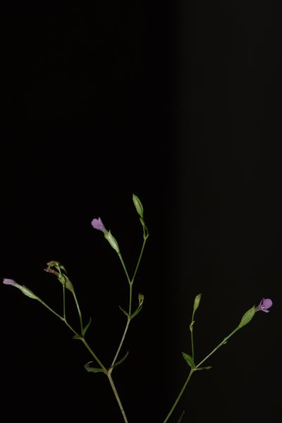 Canscora tetraptera, photographed by S.MORE