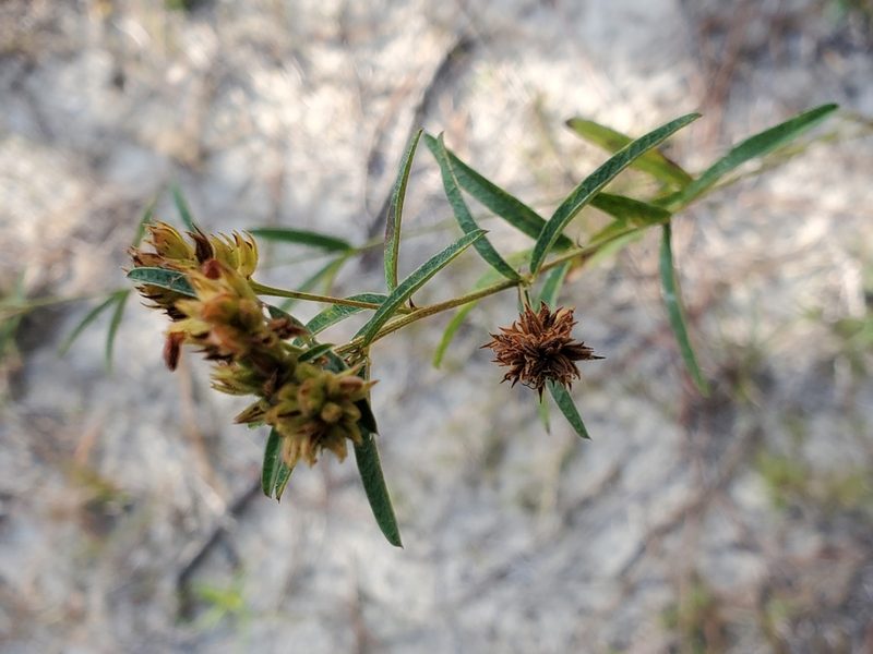 Lespedeza angustifolia, photographed by Tom Field