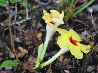 Mandevilla hirsuta, photographed by Guillaume Delaitre