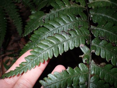 Diplazium petri, photographed by 呂一起(Lyu yi-chi)