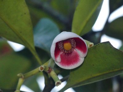 Clusia nemorosa, photographed by Guillaume Delaitre