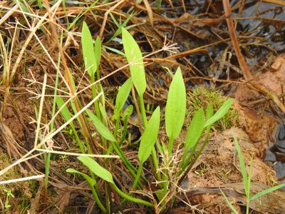 Alisma lanceolatum, photographed by Duarte Frade
