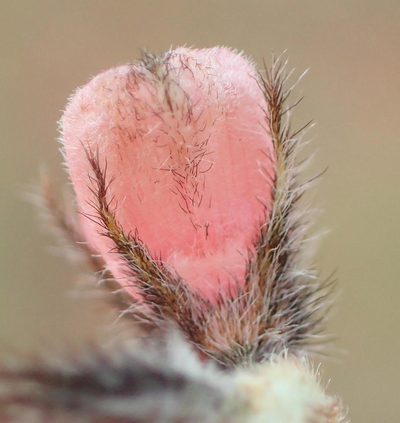 Indigofera malacostachys, photographed by Nicola van Berkel
