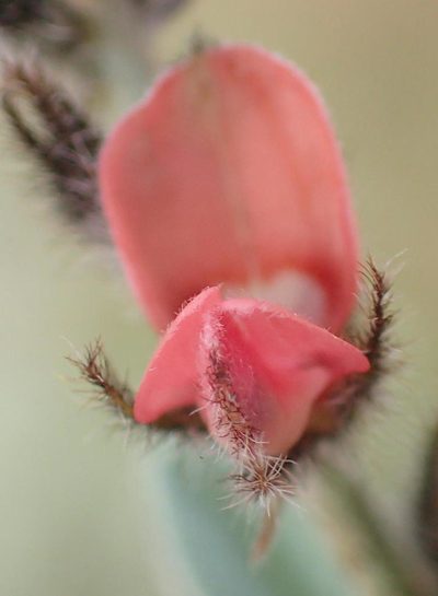 Indigofera malacostachys, photographed by Nicola van Berkel
