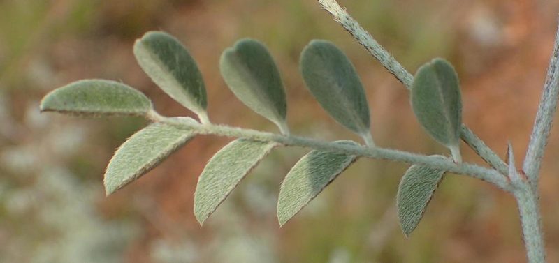 Indigofera malacostachys, photographed by Nicola van Berkel