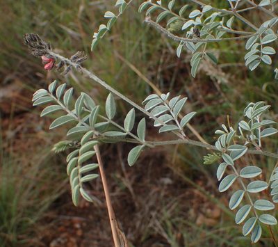 Indigofera malacostachys, photographed by Nicola van Berkel