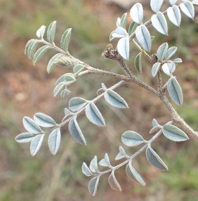 Indigofera malacostachys, photographed by Nicola van Berkel