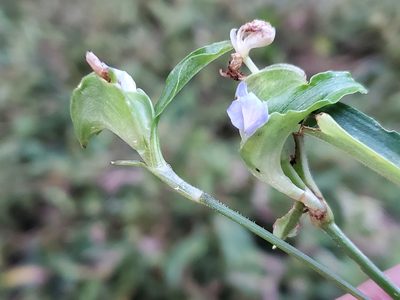 Commelina virginica, photographed by Tom Field