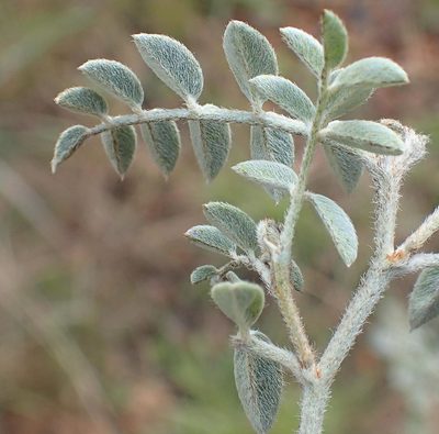 Indigofera malacostachys, photographed by Nicola van Berkel