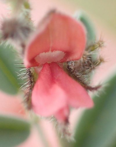 Indigofera malacostachys, photographed by Nicola van Berkel