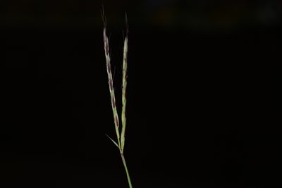 Arthraxon lanceolatus