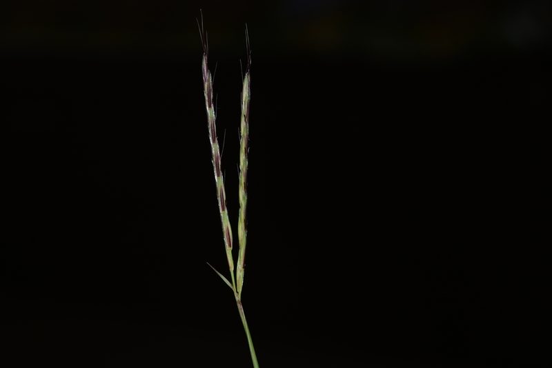 Arthraxon lanceolatus, photographed by S.MORE