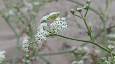 Seseli tortuosum, photographed by Philipp