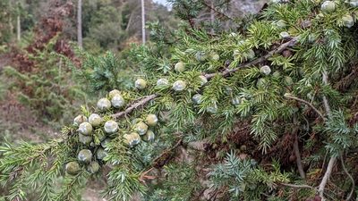 Juniperus macrocarpa, photographed by Philipp