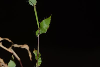 Arthraxon lanceolatus, photographed by S.MORE