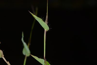 Arthraxon lanceolatus, photographed by S.MORE