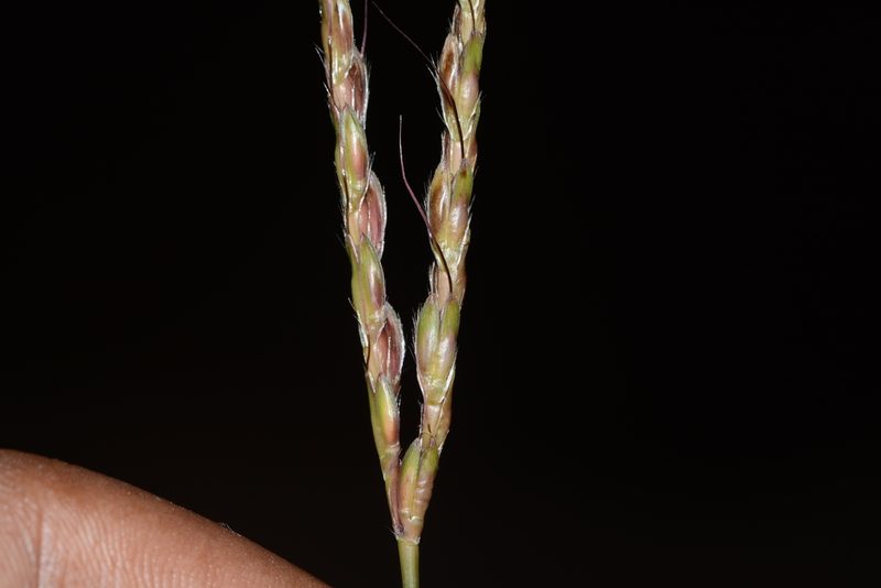 Ischaemum semisagittatum, photographed by S.MORE