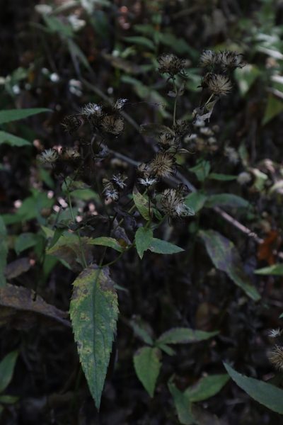 Eurybia furcata, photographed by Jacob Friend
