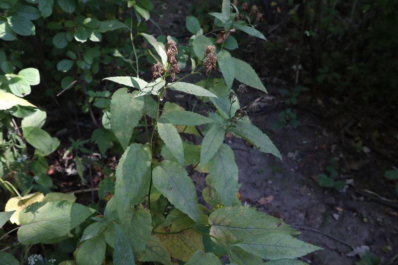 Eurybia furcata, photographed by Jacob Friend
