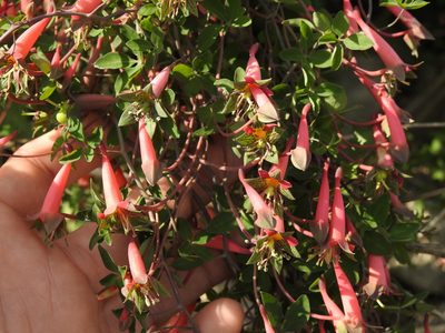Tropaeolum pentaphyllum, photographed by Eduardo Luis Beltrocco