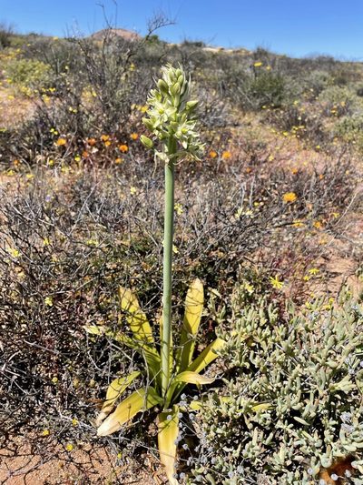 Ethesia xanthochlora, photographed by Matt Berger