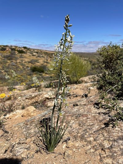 Coilonox polyphyllum, photographed by Matt Berger