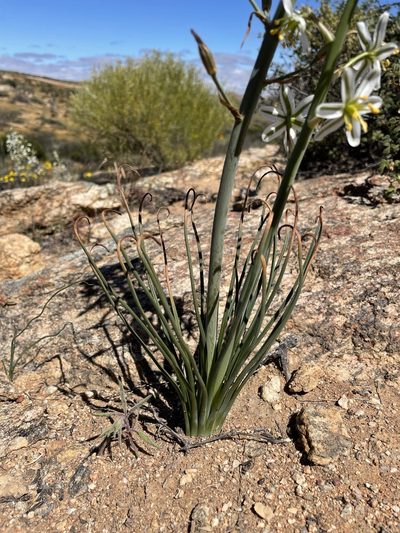 Coilonox polyphyllum, photographed by Matt Berger