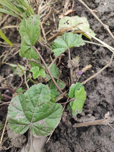 Malva verticillata, photographed by Юлия