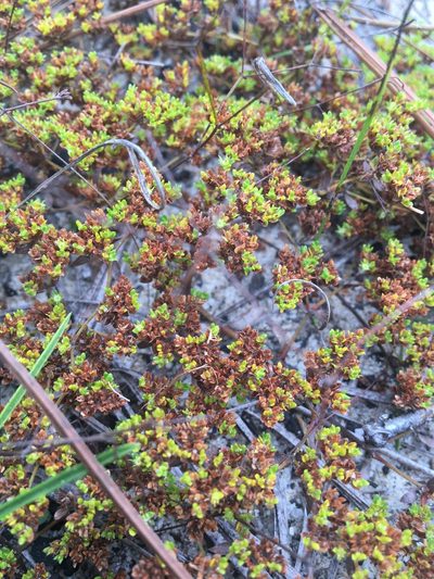 Paronychia herniarioides, photographed by Jessica