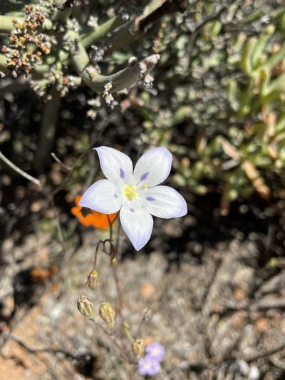 Wahlenbergia annularis, photographed by Matt Berger