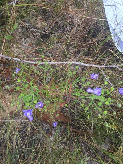 Trichostema setaceum, photographed by Jessica