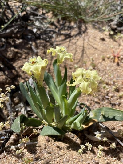 Ferraria macrochlamys, photographed by Matt Berger