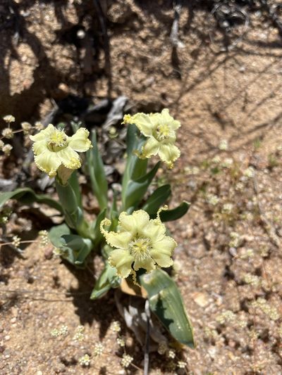 Ferraria macrochlamys, photographed by Matt Berger