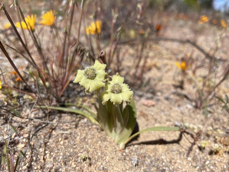 Ferraria macrochlamys, photographed by Matt Berger