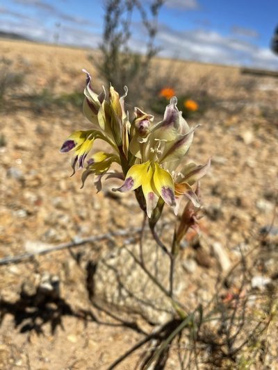 Gladiolus scullyi, photographed by Matt Berger