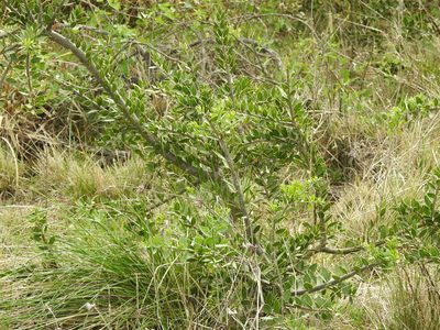 Aspidosperma quebracho-blanco, photographed by Eduardo Luis Beltrocco