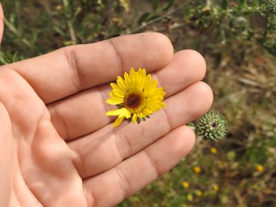 Grindelia pulchella, photographed by Eduardo Luis Beltrocco