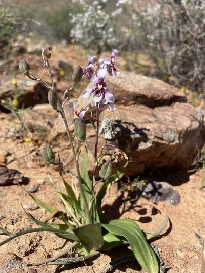Cyanella orchidiformis, photographed by Matt Berger