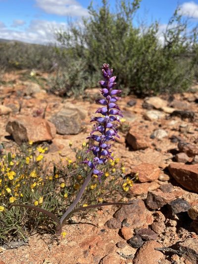 Lachenalia namaquensis, photographed by Matt Berger