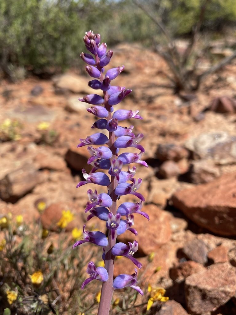 Lachenalia namaquensis, photographed by Matt Berger