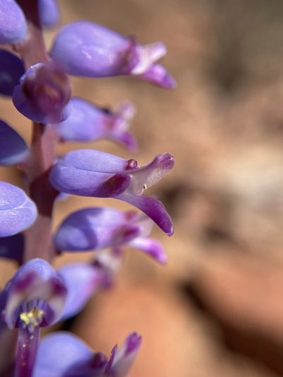 Lachenalia namaquensis, photographed by Matt Berger