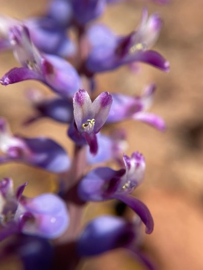Lachenalia namaquensis, photographed by Matt Berger