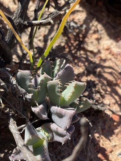 Cheiridopsis spiculata, photographed by Matt Berger