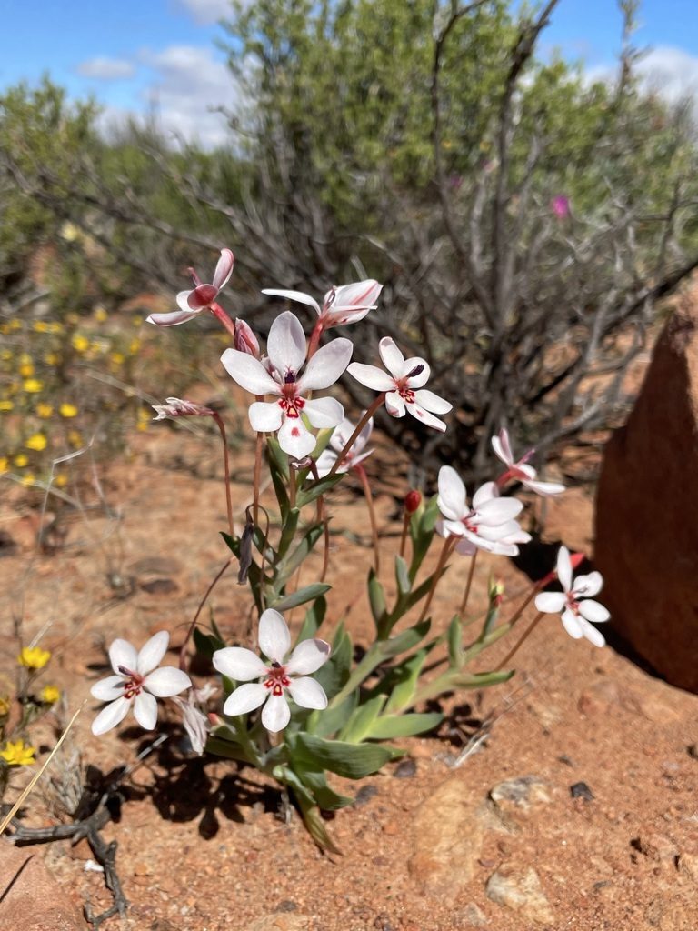 Lapeirousia verecunda, photographed by Matt Berger