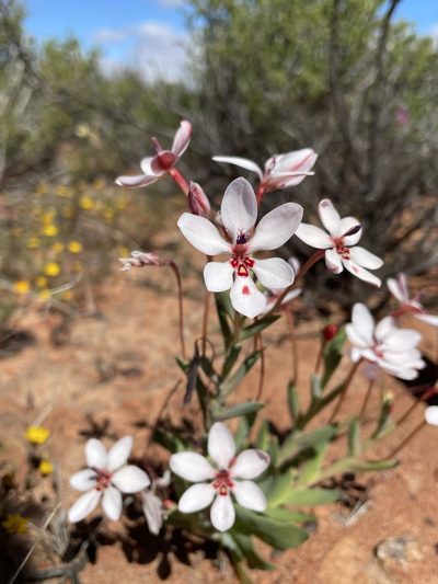 Lapeirousia verecunda, photographed by Matt Berger