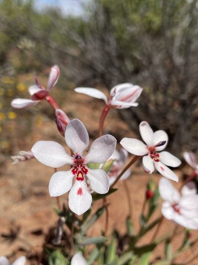 Lapeirousia verecunda, photographed by Matt Berger
