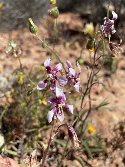 Cyanella orchidiformis, photographed by Matt Berger